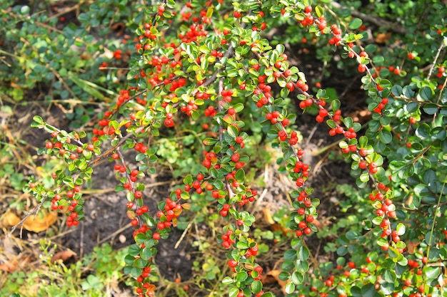 Red pyracantha berries on a bush