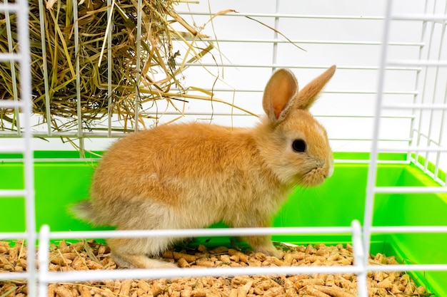 Red rabbit in a cage