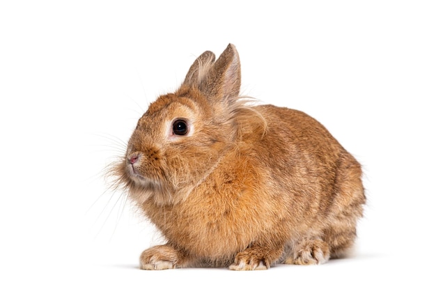 Red rabbit isolated on white