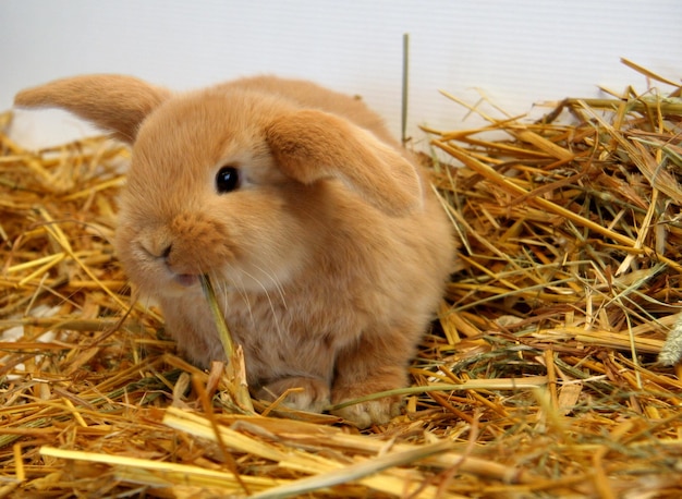 Red rabbit mother with children on a straw background, year of\
the rabbit