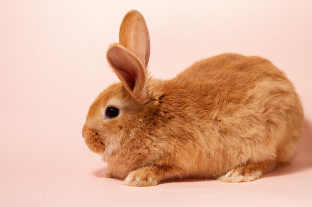 red rabbit on a pastel pink wall close - up for . Fluffy eared  Bunny on a pink wall.