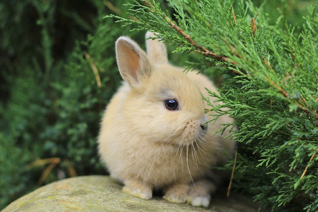 Red rabbit with dark eyes sitting on a rock. photo of a furry pet.