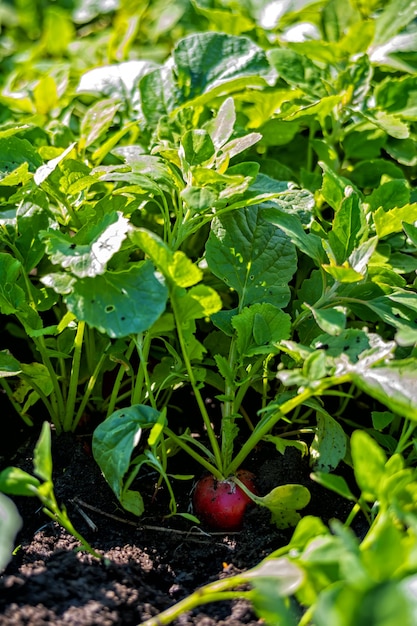 Red radish in the field during harvest.