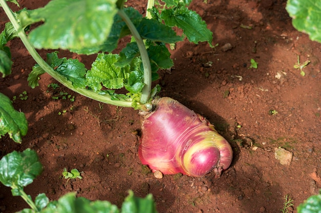 Photo red radish growing in the garden.