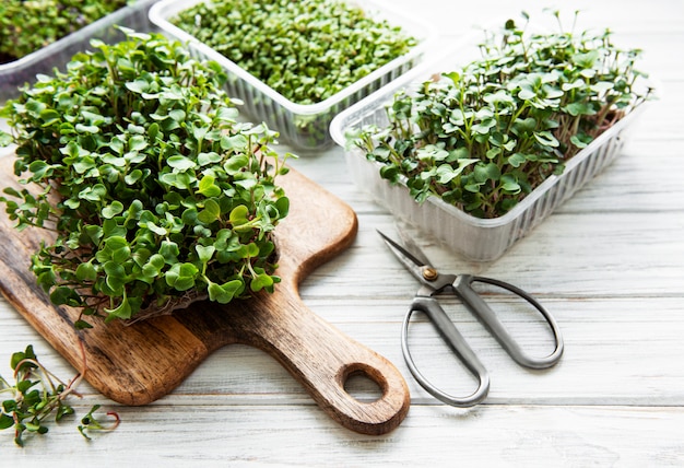 Red radish microgreens