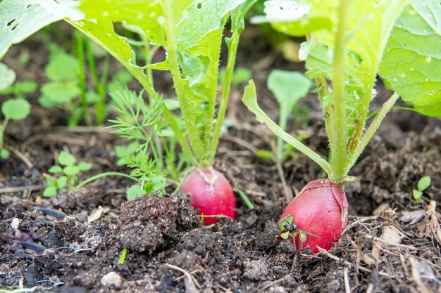 Photo red radish plant in soil. radish growing in the garden bed.