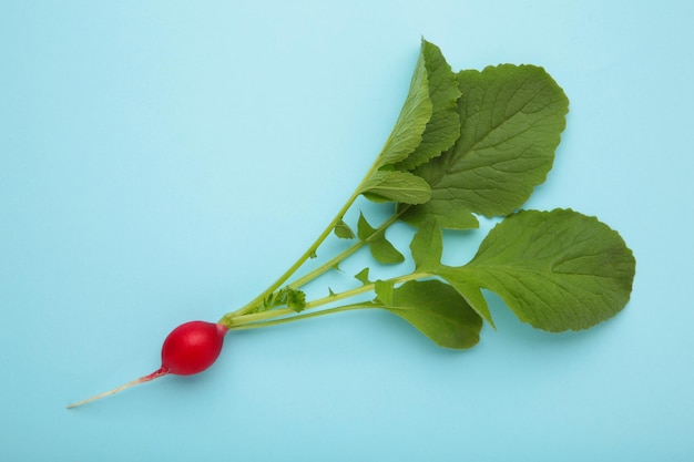 Red radish with leaves on blue background Flat lay