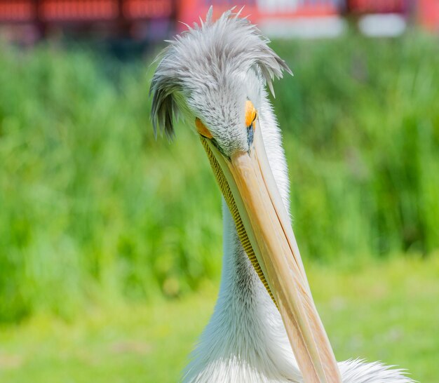 Photo red-ragged girly cultivates its soft plumage