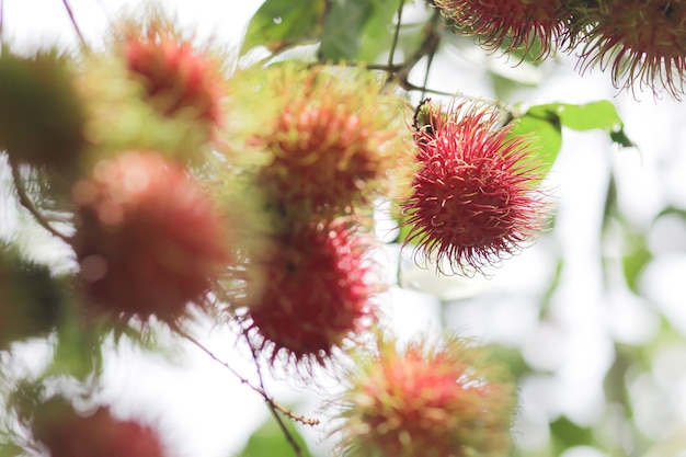 Красные рамбутаны на дереве rambutan