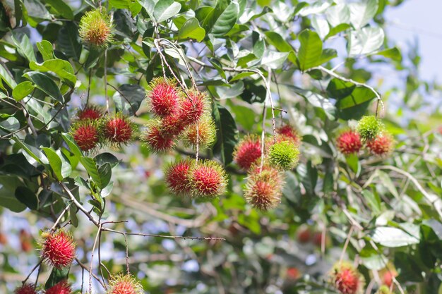 Красные рамбутаны на дереве rambutan