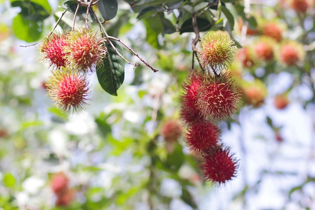 Красные рамбутаны на дереве rambutan