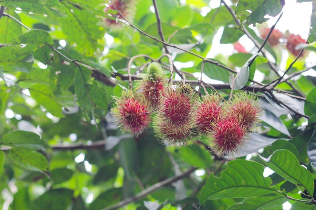 Red rambutans on the rambutan tree