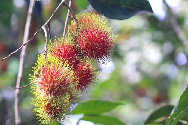 Red rambutans on the rambutan tree