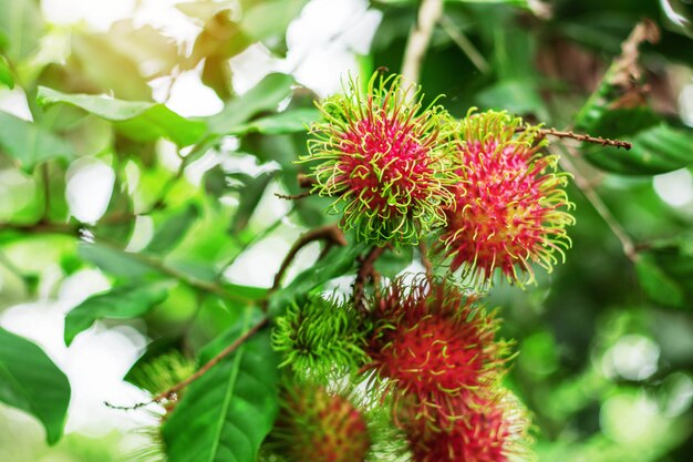 Red rambutans on tree.