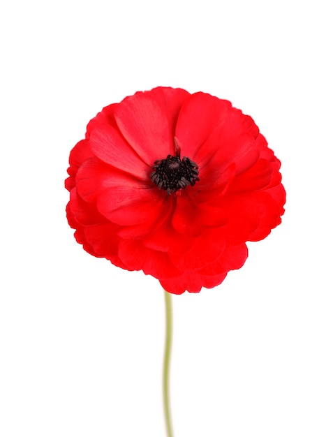 Photo red ranunculus asiaticus flower isolated on white background. persian buttercup. beautiful summer flowers.