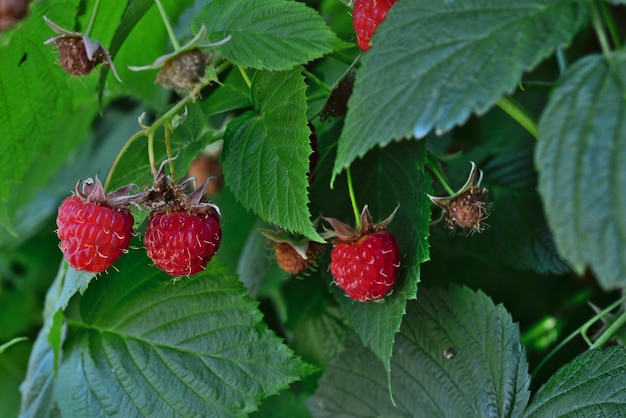 red raspberries on the green leaves background close up