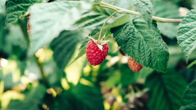 Red raspberries grow on bushes with green leaves