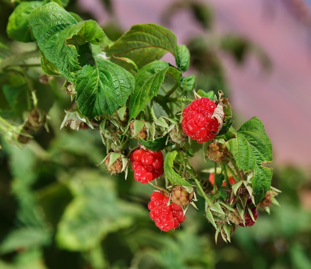 Red raspberries growing in the garden