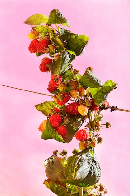 Photo red raspberries growing in the garden