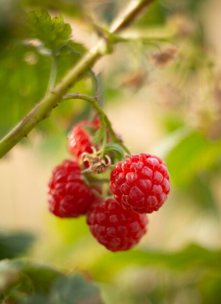 Красные ягоды малины Rubus idaeus висят на кусте осенью в Греции