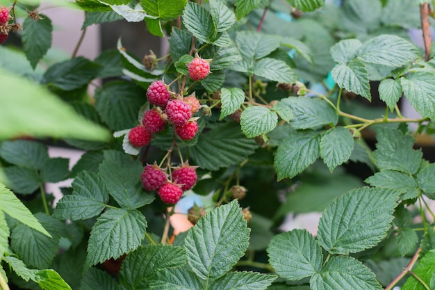 Photo red raspberry bush in the garden