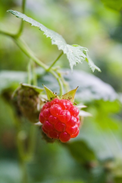 Red raspberry fruit