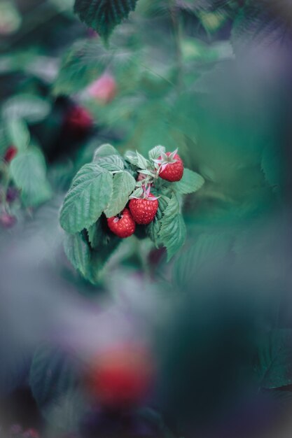 red raspberry on the garden