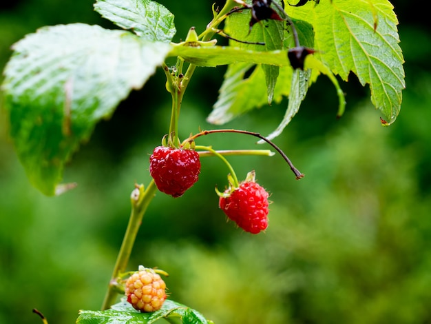 Red raspberry in rainy day