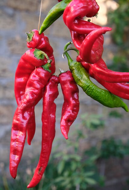 Red raw ripe hot chili peppers hanging on a rope