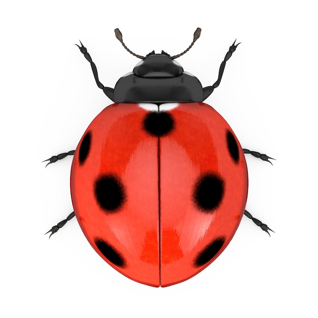 Photo red realistic beautiful ladybird 3d rendering