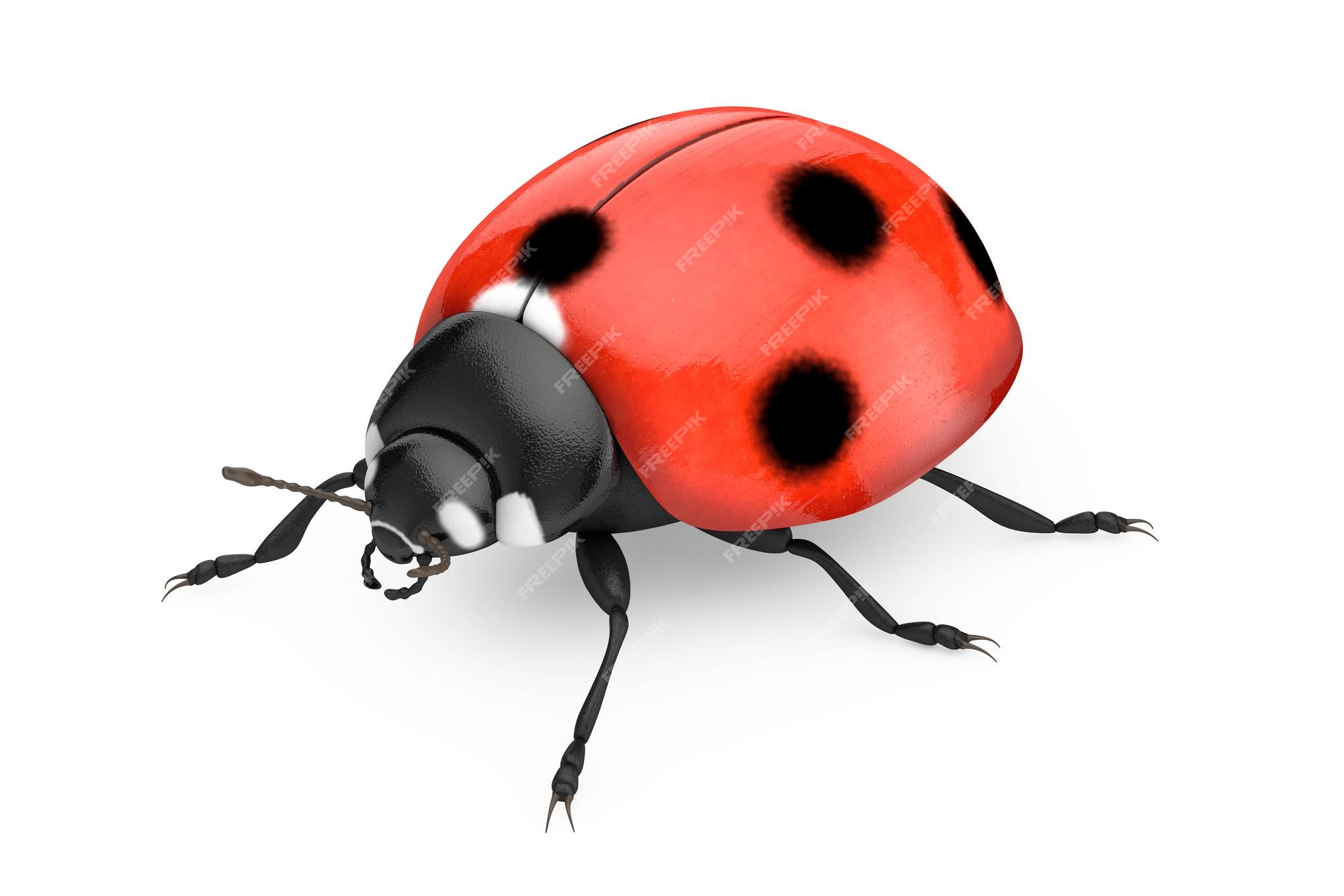 147,238 Ladybug Background Images, Stock Photos, 3D objects, & Vectors