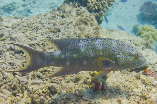 あなたを見ている赤いサンゴ礁のハタの魚