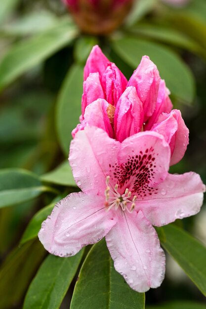 赤いシャクナゲの花のクローズアップボケ