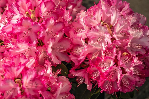 赤いシャクナゲの花