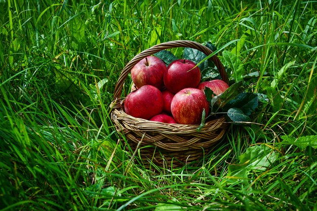 Red ripe apple in basket