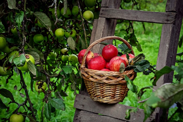 Red ripe apple in basket