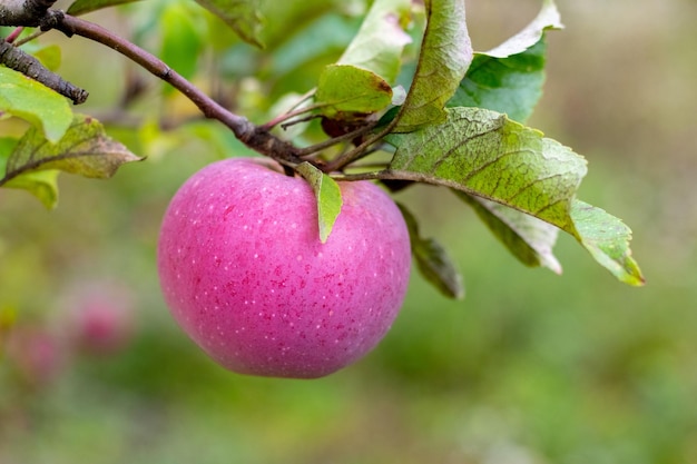 Photo red ripe apple on a tree the harvest of apples