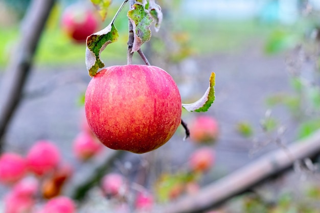 Photo red ripe apple on a tree the harvest of apples