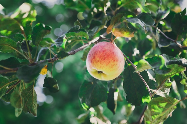 Red ripe apple in a tree in an orchard