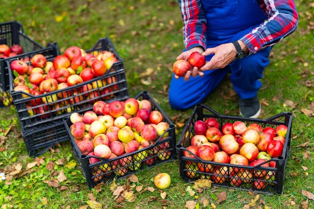 Red ripe apples on baskets with handsome professional farmer\
farming ripe apples on baskets