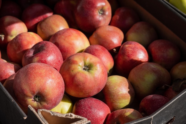 Red ripe apples in a cardboard box.