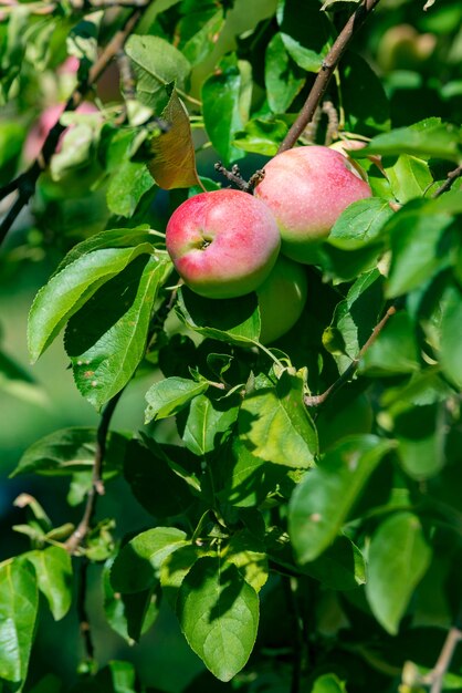 Red ripe apples grows on a branch among the green foliage