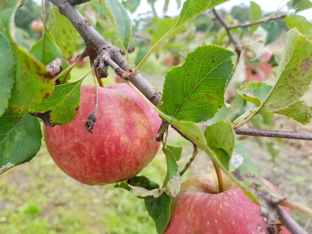 Le mele mature rosse appendono su un ramo nel giardino