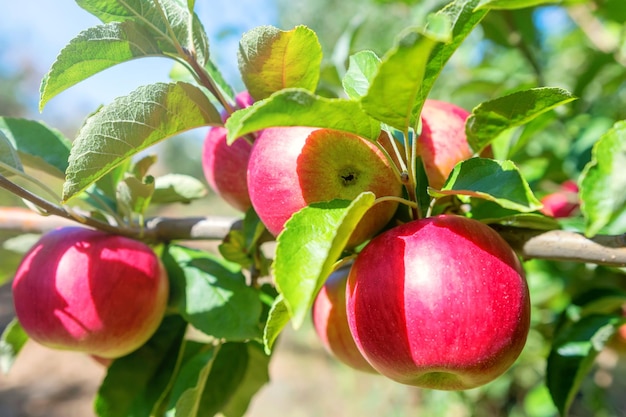 Red Ripe Apples in Orchard, Apple Tree 