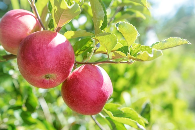 Red Ripe Apples in Orchard, Apple Tree 