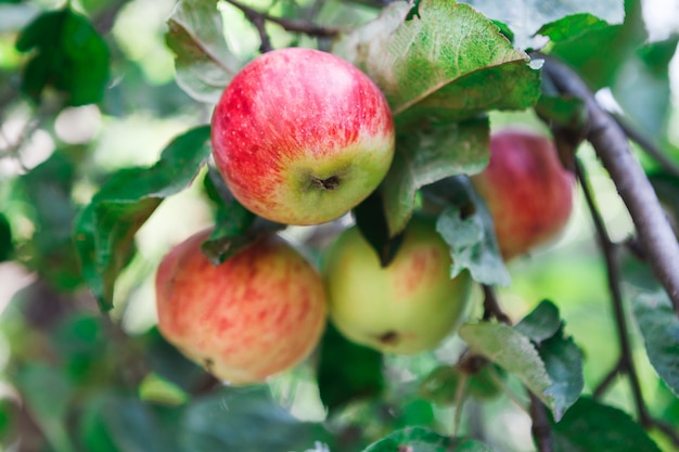 Red ripe apples in a tree in an orchard