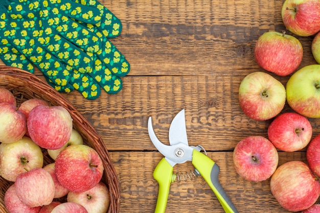 Red ripe apples in wicker basket and on old wooden boards with pruner and green garden gloves. Top view.