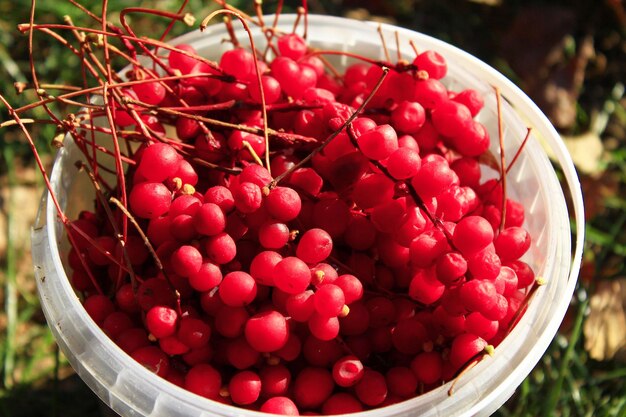 Red and ripe berries of schisandra in the bucket