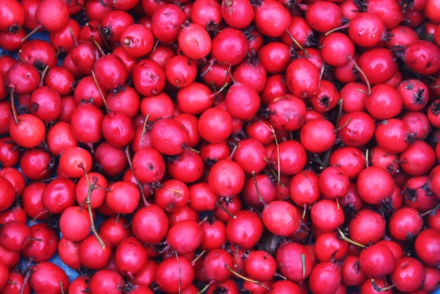 Red ripe berries of thornapple or crataegus common hawthorn plant