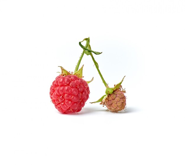 Red ripe berry raspberries on green stem on white